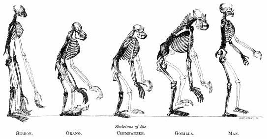 TeorÍa De La EvoluciÓn De Darwin IntroducciÓn 3006